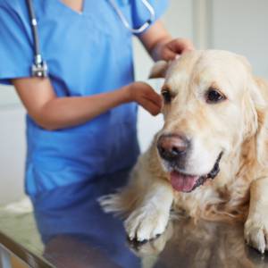 Pós graduação em anestesiologia veterinária em ead em bauru e região em