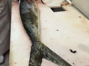 Foto de Mineiro Pescados em Caraguatatuba, SP por Solutudo