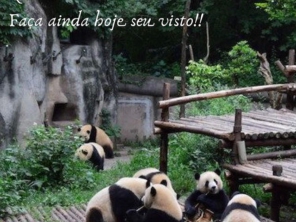 Foto de Prime Vistos SC em Balneário Camboriú, SC por Solutudo