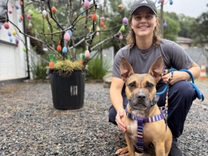 Foto de CãoMiada | Serviços Pet em Joinville, SC por Solutudo
