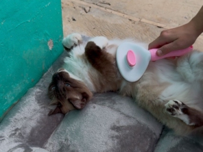 Foto de CãoMiada | Serviços Pet em Joinville, SC por Solutudo