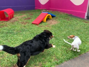 Foto de Divertida Pet em Santa Cruz do Rio Pardo, SP por Solutudo