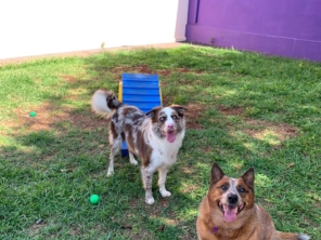 Foto de Divertida Pet em Santa Cruz do Rio Pardo, SP por Solutudo