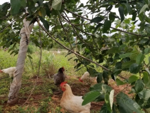 Foto galeria da empresa