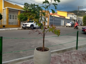 Flora Bonfim