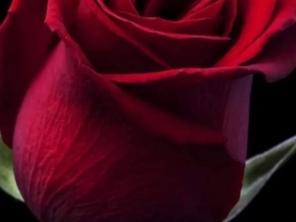 Foto de Recanto Das Flores Embu em Embu das Artes, SP por Solutudo