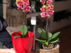 Foto de Recanto Das Flores Embu em Embu das Artes, SP por Solutudo