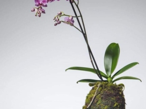 Foto de Recanto Das Flores Embu em Embu das Artes, SP por Solutudo