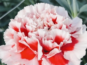 Foto de Recanto Das Flores Embu em Embu das Artes, SP por Solutudo