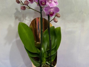 Foto de Recanto Das Flores Embu em Embu das Artes, SP por Solutudo