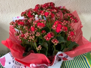Foto de Recanto Das Flores Embu em Embu das Artes, SP por Solutudo