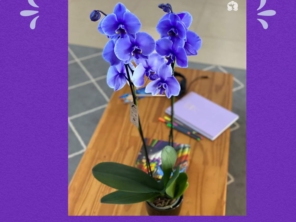 Foto de Recanto Das Flores Embu em Embu das Artes, SP por Solutudo