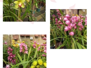 Foto de Recanto Das Flores Embu em Embu das Artes, SP por Solutudo