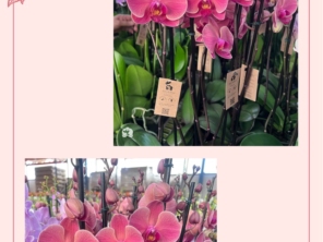 Foto de Recanto Das Flores Embu em Embu das Artes, SP por Solutudo