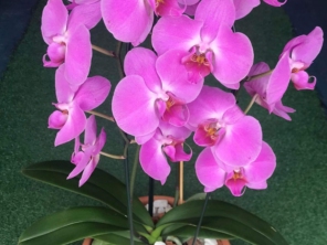 Foto de Recanto Das Flores Embu em Embu das Artes, SP por Solutudo