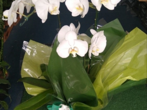 Foto de Recanto Das Flores Embu em Embu das Artes, SP por Solutudo