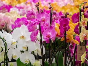 Foto de Recanto Das Flores Embu em Embu das Artes, SP por Solutudo