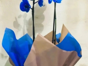 Foto de Recanto Das Flores Embu em Embu das Artes, SP por Solutudo