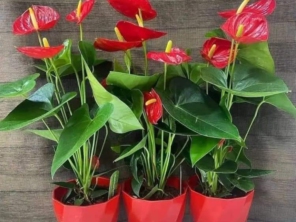 Foto de Recanto Das Flores Embu em Embu das Artes, SP por Solutudo