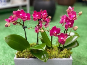 Foto de Recanto Das Flores Embu em Embu das Artes, SP por Solutudo