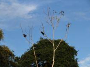 Foto de Amazon Wildlife Tours em Manaus, AM por Solutudo