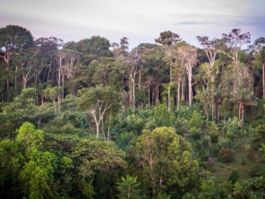 Foto de Amazon Wildlife Tours em Manaus, AM por Solutudo