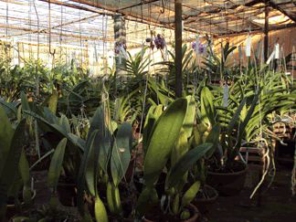 Foto de ZDZ Orquídeas em Botucatu, SP por Solutudo