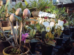 Foto de ZDZ Orquídeas em Botucatu, SP por Solutudo