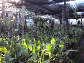 Foto de ZDZ Orquídeas em Botucatu, SP por Solutudo