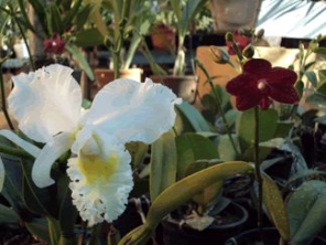 Foto de ZDZ Orquídeas em Botucatu, SP por Solutudo
