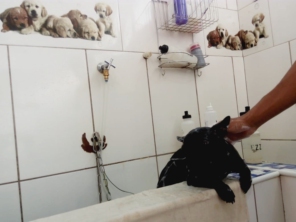 Foto de Toca dos Bichos em Botucatu, SP por Solutudo