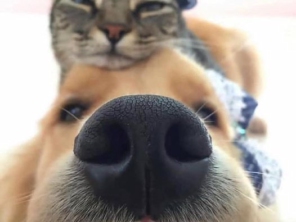Foto de Mimos Pet Shop em Botucatu, SP por Solutudo