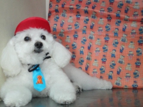 Foto de Mimos Pet Shop em Botucatu, SP por Solutudo