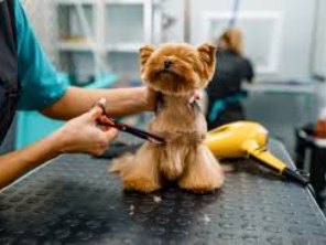 Foto de Mimos Pet Shop em Botucatu, SP por Solutudo