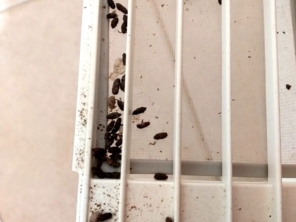 Foto de Gelo Fort Refrigeração em Botucatu, SP por Solutudo
