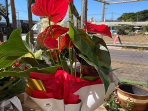 Foto de Multiverde Garden Center em São Manuel, SP por Solutudo