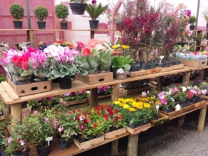 Foto de Multiverde Garden Center em São Manuel, SP por Solutudo