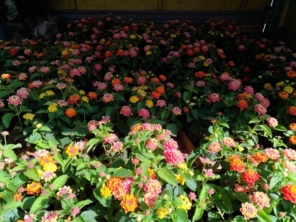 Foto de Multiverde Garden Center em São Manuel, SP por Solutudo