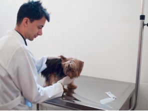 Foto de Animales Pet Store em Botucatu, SP por Solutudo