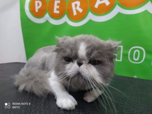 Foto de Peralta Pet Shop em Lençóis Paulista, SP por Solutudo