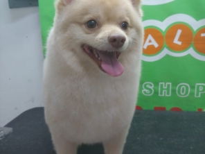 Foto de Peralta Pet Shop em Lençóis Paulista, SP por Solutudo