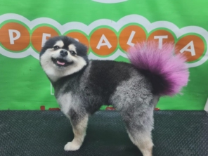 Foto de Peralta Pet Shop em Lençóis Paulista, SP por Solutudo
