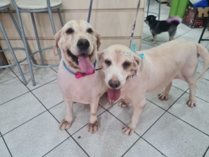 Foto de Peralta Pet Shop em Lençóis Paulista, SP por Solutudo
