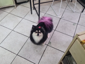 Foto de Peralta Pet Shop em Lençóis Paulista, SP por Solutudo