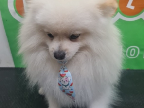 Foto de Peralta Pet Shop em Lençóis Paulista, SP por Solutudo