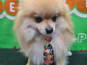 Foto de Peralta Pet Shop em Lençóis Paulista, SP por Solutudo