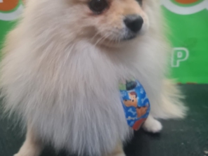 Foto de Peralta Pet Shop em Lençóis Paulista, SP por Solutudo