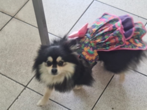 Foto de Peralta Pet Shop em Lençóis Paulista, SP por Solutudo