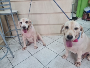 Foto de Peralta Pet Shop em Lençóis Paulista, SP por Solutudo