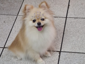 Foto de Peralta Pet Shop em Lençóis Paulista, SP por Solutudo